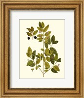 Framed Olive Greenery VII