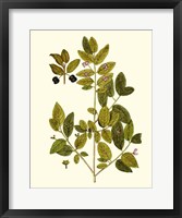 Framed Olive Greenery VII