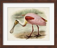 Framed Roseate Spoonbills II