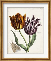 Framed Tulip Classics I