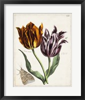 Framed Tulip Classics I
