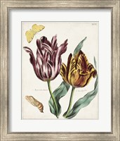 Framed Tulip Classics II