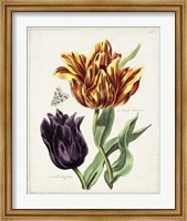 Framed Tulip Classics III