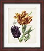 Framed Tulip Classics III