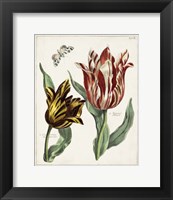 Framed Tulip Classics IV