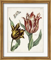 Framed Tulip Classics IV