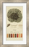 Framed Species of Lichen VI