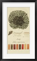 Framed Species of Lichen VI