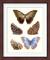 Framed Violet Butterflies I