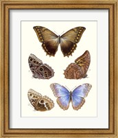 Framed Violet Butterflies I