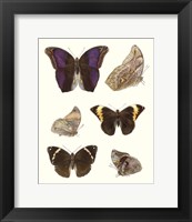 Framed Violet Butterflies II