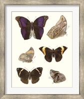Framed Violet Butterflies II