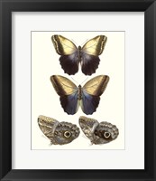 Framed Violet Butterflies III