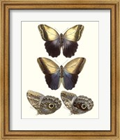 Framed Violet Butterflies III