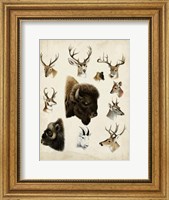 Framed Western Animal Species I