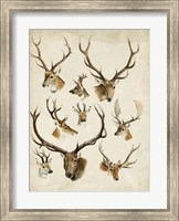 Framed Western Animal Species II