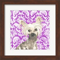 Framed 'Parlor Pooches IX' border=