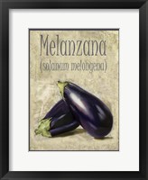 Framed Melanzana Solanum Melongena