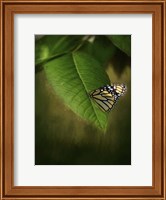 Framed Butterfly Leaf