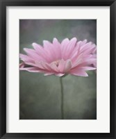 Framed Pink Bloom 1
