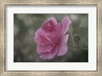 Framed Pink Petals