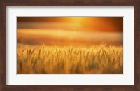 Framed Golden Wheat