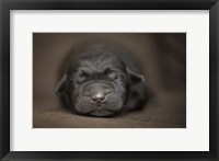 Framed Black Lab Pup Newborn