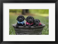 Framed Black Lab Pups 7
