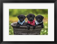 Framed Black Lab Pups 8
