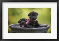 Framed Black Lab Pups 9