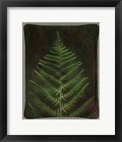 Framed 'Havana Leather and Lush Fern' border=