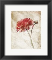 Framed 'Striking Scarlet Blossom' border=