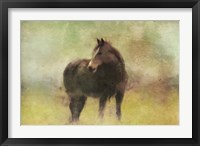 Framed Dark Horse in A Field