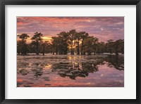 Framed Sundown in the Swamps