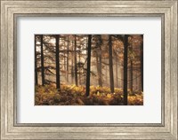 Framed Fern Forest