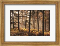Framed Fern Forest