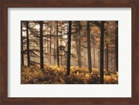 Framed Fern Forest