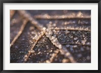 Framed Frozen Leaf