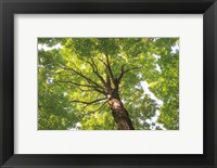 Framed Hardwood Forest Canopy V