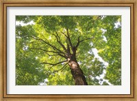 Framed Hardwood Forest Canopy V