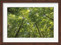 Framed Hardwood Forest Canopy IV