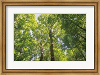 Framed Hardwood Forest Canopy III