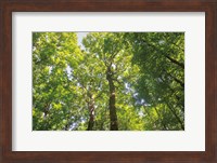 Framed Hardwood Forest Canopy III