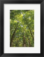 Framed Hardwood Forest Canopy II