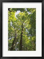 Framed Hardwood Forest Canopy I