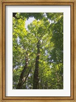 Framed Hardwood Forest Canopy I