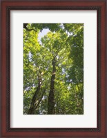 Framed Hardwood Forest Canopy I