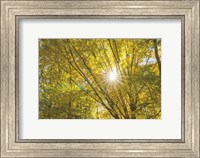 Framed Autumn Foliage Sunburst V