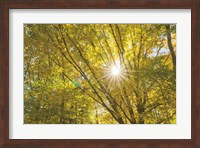 Framed Autumn Foliage Sunburst V