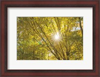 Framed Autumn Foliage Sunburst V